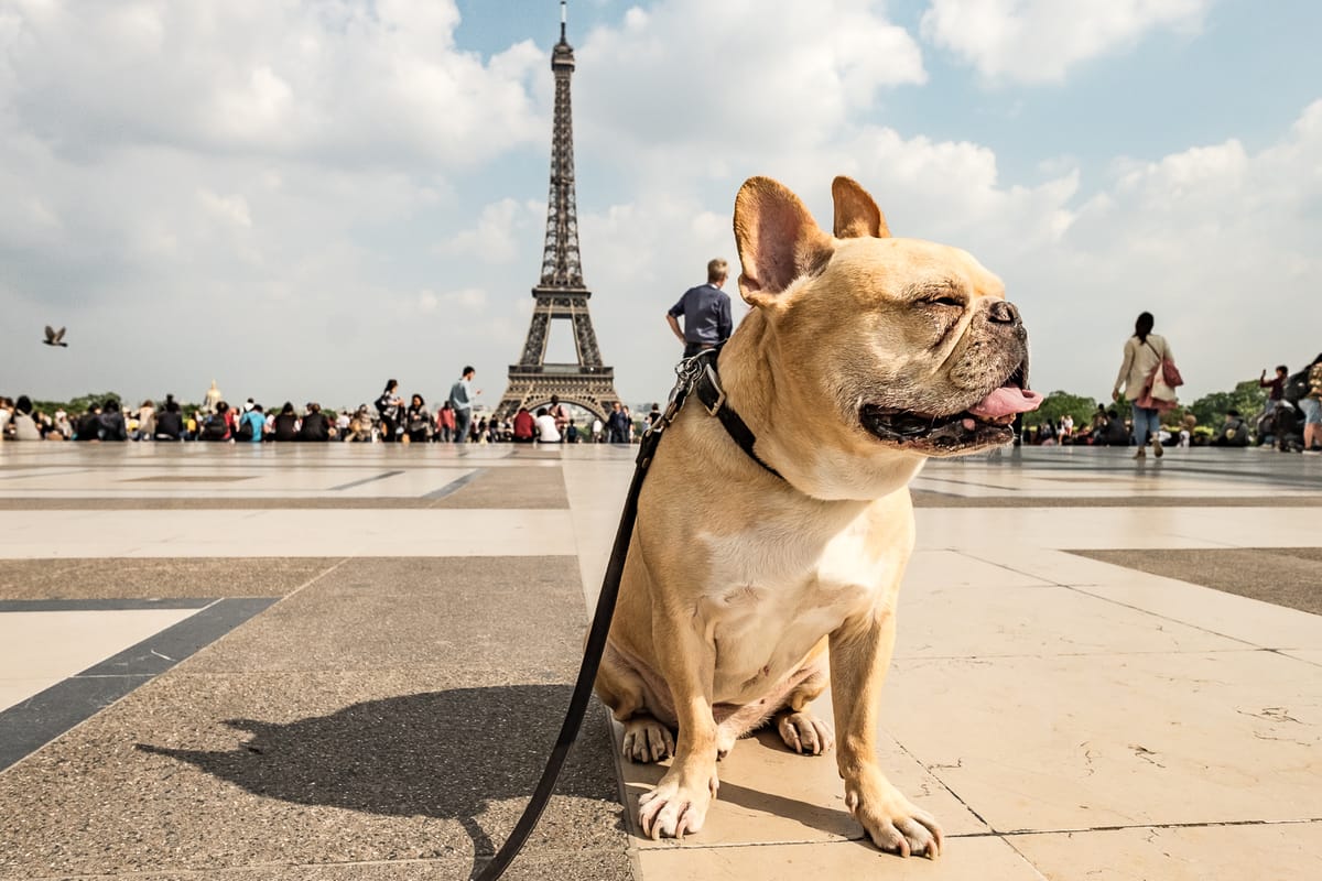 Emergency Vets: Paris